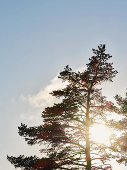 Sunlight shining through a pine tree near Norrbottens Destilleri, capturing the natural setting around the distillery.